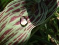 /album/fotogaleria-priroda/p3274580-jpg3/